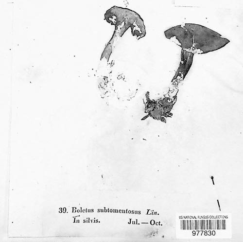 Xerocomus subtomentosus image